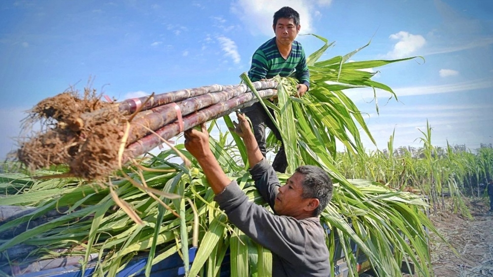 Mía đường Quảng Ngãi