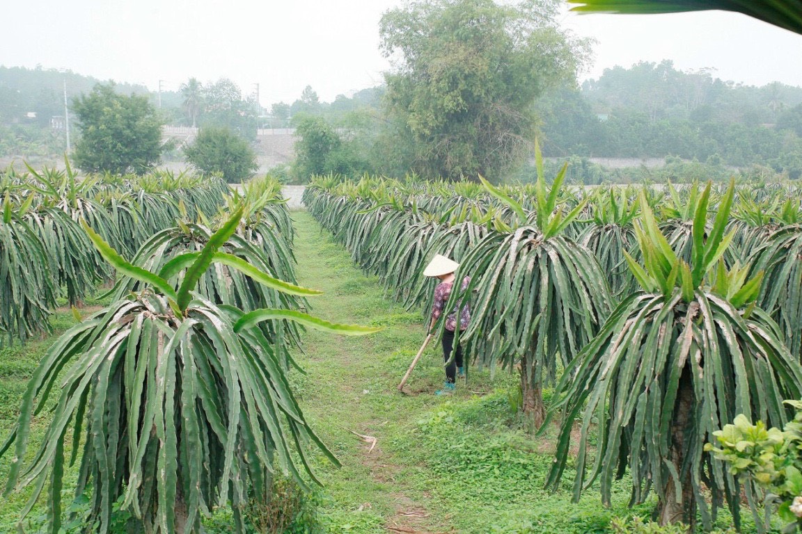 thanh long hoa bình