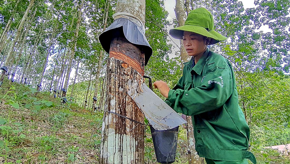 Cao su Đồng Phú